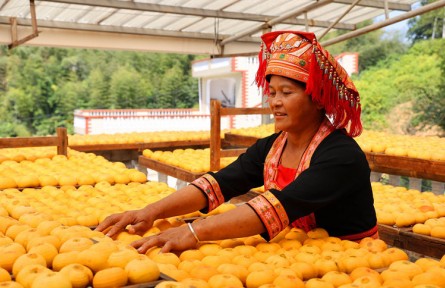 廣西平樂：柿子喜豐收，柿餅甜如蜜