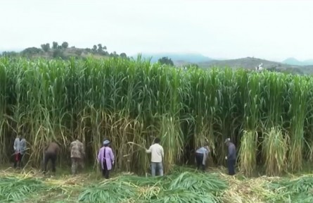 科普 | 菌草是什么草？