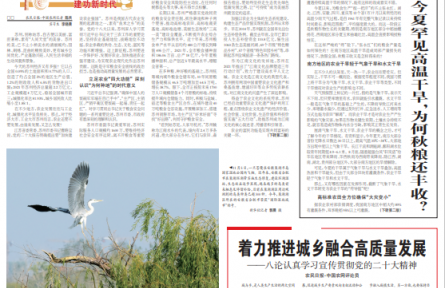 今夏罕見高溫干旱，為何秋糧還豐收？