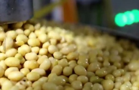 黑龍江齊齊哈爾：扶壯加工鏈 榨凈“金豆子”