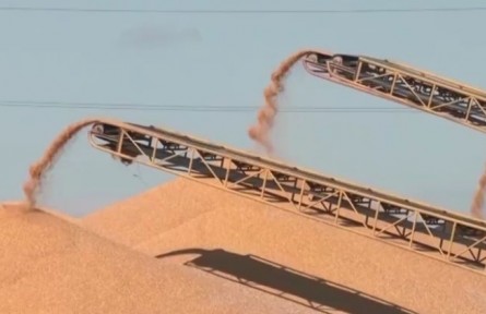 我國秋糧旺季收購全面展開