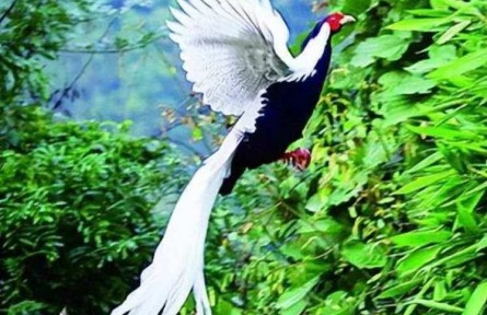 市民在山間拍到“白鳳凰”？真實(shí)身份揭曉！