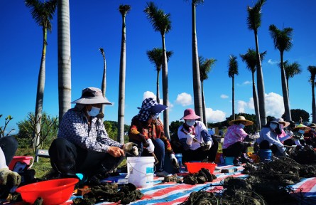 中國蠔鄉(xiāng)——汕尾晨洲，生蠔豐收