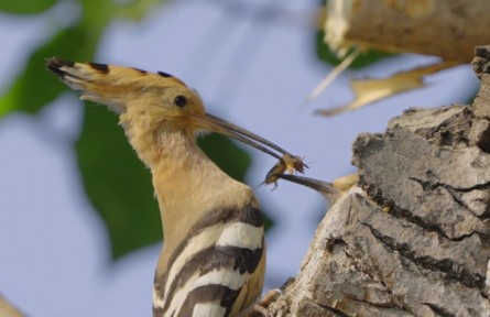《你好，中國野生動物》系列科普短視頻之《當(dāng)戴勝的寶寶爭搶食物時，父母會偏心嗎？》