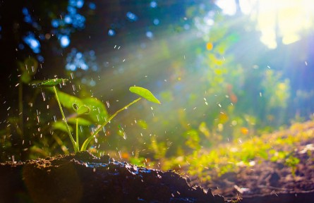 科技名詞 | 植物缺素癥 hunger sign in plant，nutrient deficiency symptom in plant