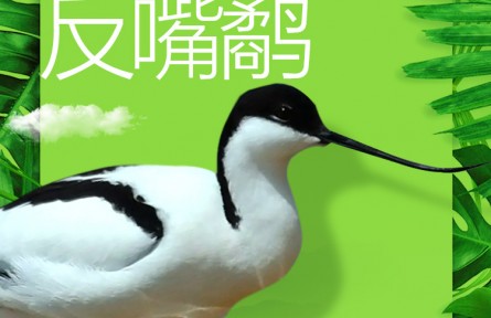 物種故事 | 反嘴鷸：鳥界“時尚達(dá)人”