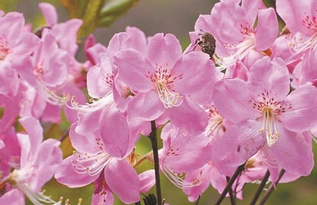 物種故事 | 大字杜鵑：深閨佳麗 婀娜多姿