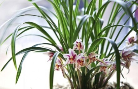 物種故事 | 蘭花：高潔典雅 君子之花