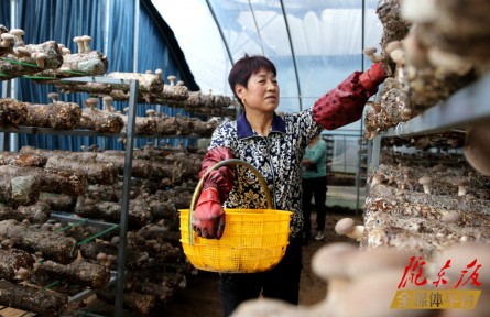 甘肅慶陽西峰區(qū)：特色產(chǎn)業(yè)富民興村