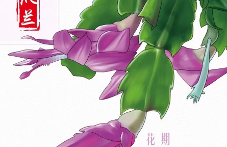 物種故事 | 蟹爪蘭：雖然名字帶蘭，但我是正宗的“仙人掌”