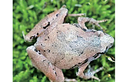 安徽發(fā)現(xiàn)蛙類新種“大別山姬蛙”
