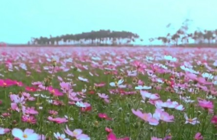 海南：持續(xù)創(chuàng)新產(chǎn)業(yè)幫扶模式 鞏固脫貧群眾穩(wěn)定增收