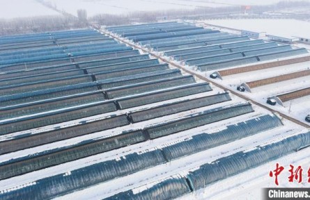 新疆兵團：設(shè)施大棚里奏響冬日“增收曲”