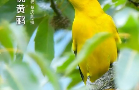 物種故事 | 黑枕黃鸝：雀形目顏值擔當 農林業(yè)食蟲益鳥