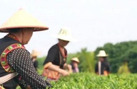 海南:農(nóng)民小額貸款貼息政策“惠農(nóng)減負(fù)” 以“真金白銀”助推鄉(xiāng)村振興