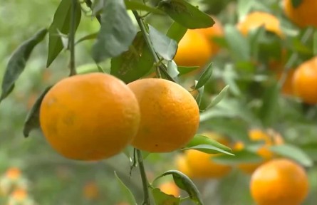 四川眉山：柑橘源源不斷銷全國(guó)