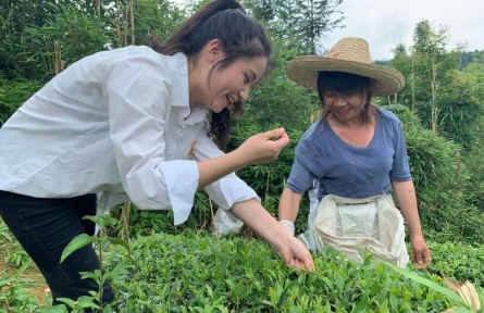 武夷學(xué)院:“茶小科”扎根田間地頭 助力鄉(xiāng)村振興