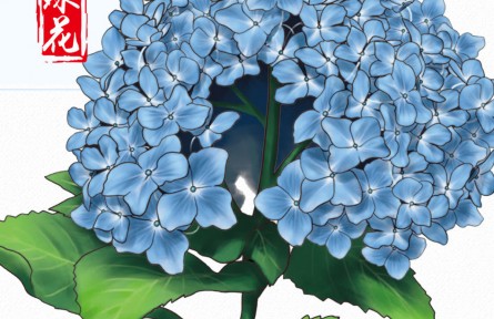 物種故事 | 繡球花：一花開(kāi)出百花風(fēng)采，“花團(tuán)錦簇”非我莫屬