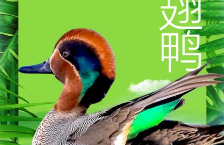 物種故事 | 綠翅鴨：頭戴“京劇臉譜” 身披銅綠羽毛