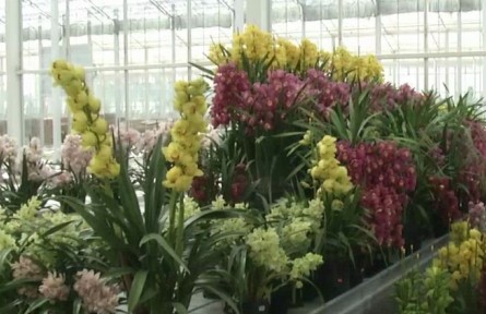 云南：“創(chuàng)新生態(tài)鏈”支撐云花產(chǎn)業(yè)高質(zhì)量發(fā)展