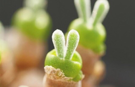 物種故事 |“兔”植物：呆萌可愛(ài)身姿美