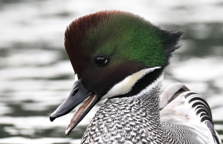 “高顏值”近危鳥(niǎo)類羅紋鴨現(xiàn)身福建廈門(mén)