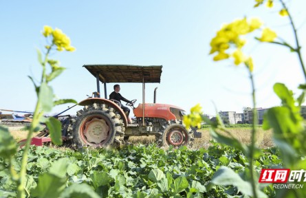 湖南常寧：人勤春來早 春耕備耕忙