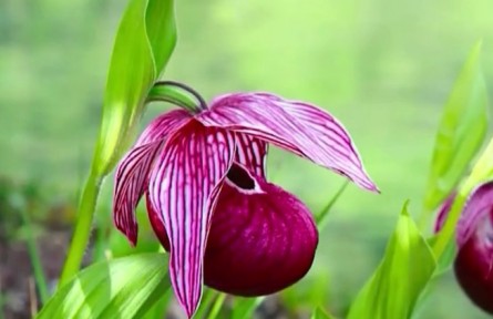 物種故事 | 西藏杓蘭：“仙女的拖鞋”