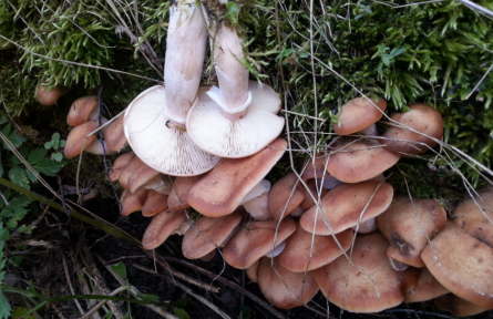 物種故事 | 榛蘑：家喻戶曉的食用菌