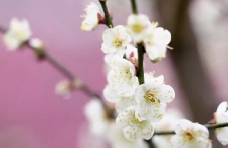 花開中國(guó) 生機(jī)勃發(fā)