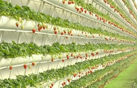 吉林：棚室春意濃 果香促振興