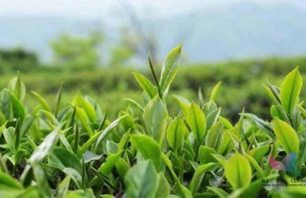 辟謠 | 綠茶寒紅茶暖？關(guān)于茶葉的8個(gè)誤區(qū)