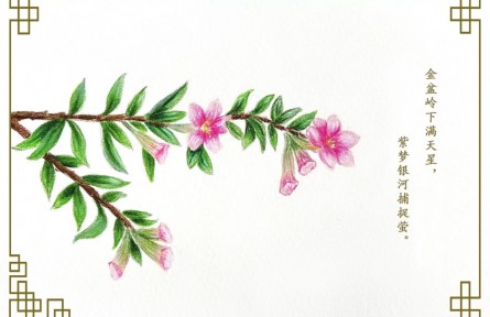 物種故事 | 萼距花：小花燦然若繁星