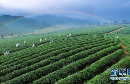 萬(wàn)里茶道：小小茶葉如何讓中國(guó)與世界相遇？