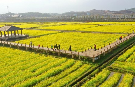 我國(guó)油菜籽生產(chǎn)與貿(mào)易知多少？