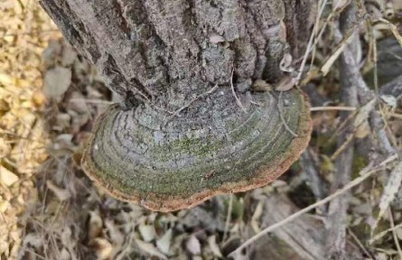 物種故事 | 蒙古桑黃：桑黃家族新成員