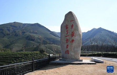 “共富茶”香，跨越2000公里的山海情緣——浙江安吉黃杜村與西部山鄉(xiāng)的共富之路