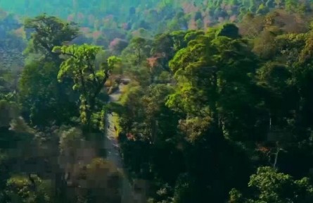 云南：加強古茶樹保護 筑牢“云茶”高質(zhì)量發(fā)展基礎(chǔ)