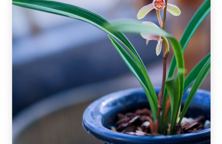 名言 | 諸葛亮：夫君子之行，靜以修身，儉以養(yǎng)德