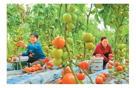 拎穩(wěn)“菜籃子”，給設(shè)施農(nóng)業(yè)升級