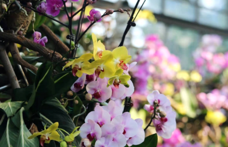 物種故事 | 蘭花：悠悠蘭草香，謙謙君子心