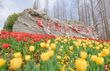 花海盛宴！近百萬(wàn)株郁金香在上海崇明這個(gè)公園盛放