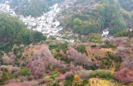 安徽:“賞花經(jīng)濟(jì)”釋放“美麗效應(yīng)” 賦能鄉(xiāng)村振興