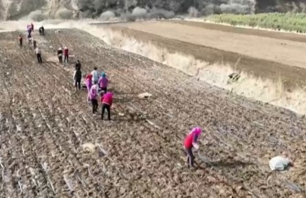 甘肅:發(fā)展特色產(chǎn)業(yè) 賦能鄉(xiāng)村振興