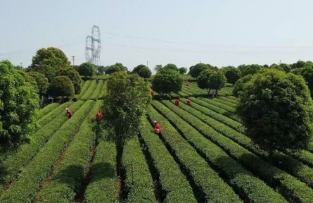 長沙望城：千畝春茶采摘正當(dāng)時