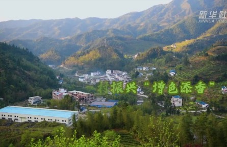 江西遂川:一片葉子為鄉(xiāng)村振興“增色添香”