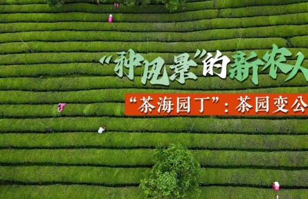 “種風景”的新農(nóng)人徐姍姍：茶山變金山，茶園變公園
