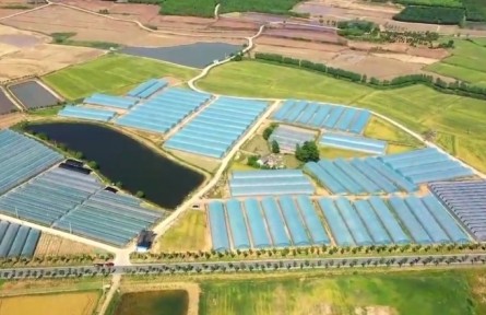 安徽：春光爛漫“花為媒” “美麗經(jīng)濟(jì)”富鄉(xiāng)村