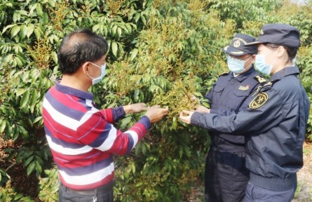 海關(guān)為茂名荔枝擴(kuò)大出口“搭好臺、鋪好路”