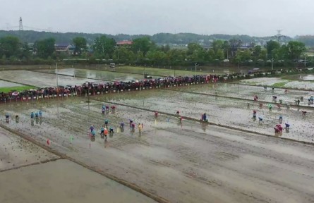 農(nóng)耕樂 賽插秧！長沙寧鄉(xiāng)灰湯舉辦第二屆農(nóng)耕民俗文化節(jié)